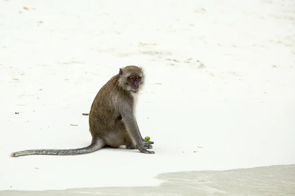 Aap op strand in Thailand — Stockfoto