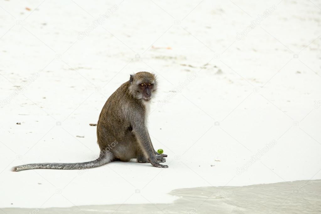Monkey on beach in Thailand