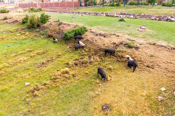 Дикие свиньи пасут траву — стоковое фото
