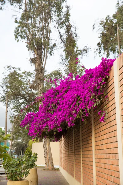 Fiori bougainvillea in Lima — Foto Stock