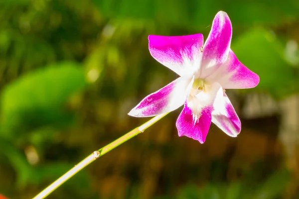 Hermosa flor de azalea rosa —  Fotos de Stock