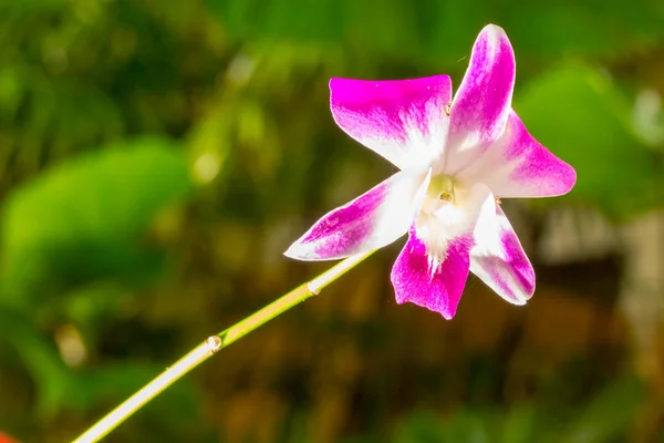 Schöne rosa Azaleen Blume — Stockfoto