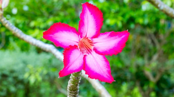 Hermosas flores de azalea rosa flores tropicales. Rosas del desierto en el jardín Tailandia, Phuket —  Fotos de Stock