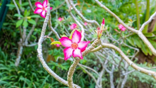 Lindas flores de azálea rosa flores tropicais. Rosas do deserto no jardim Tailândia, Phuket — Fotografia de Stock