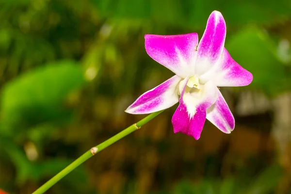 Beautiful pink azalea flowers tropical flowers. Desert roses in the garden Thailand, Phuket — Stock Photo, Image