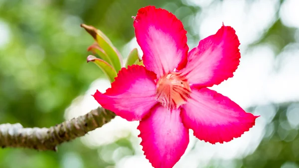 Vackra rosa azalea blommor tropiska blommor. Öken rosor i trädgården Thailand, Phuket — Stockfoto