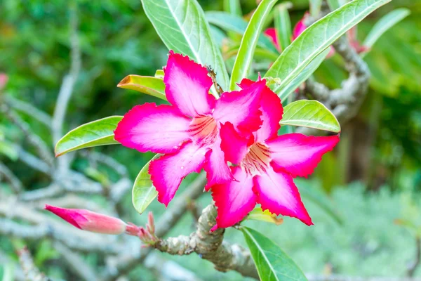 Hermosas flores de azalea rosa flores tropicales. Rosas del desierto en el jardín Tailandia, Phuket —  Fotos de Stock