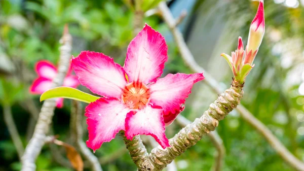 Lindas flores de azálea rosa flores tropicais. Rosas do deserto no jardim Tailândia, Phuket — Fotografia de Stock