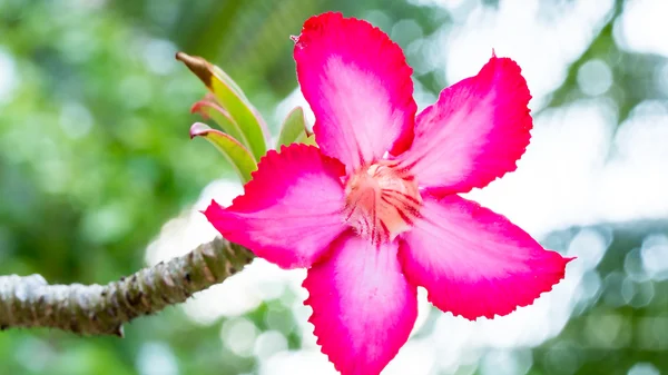 Vackra rosa azalea blommor tropiska blommor. Öken rosor i trädgården Thailand, Phuket — Stockfoto