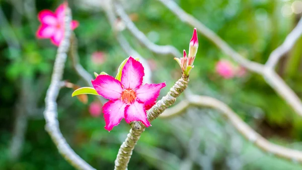 Beautiful pink azalea flowers tropical flowers. Desert roses in the garden Thailand, Phuket — Stock Photo, Image