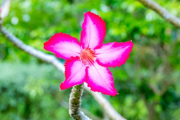 Piękne różowe azalia kwiecie tropikalnych kwiatów. Pustynia róże w ogrodzie Tajlandia, Phuket — Zdjęcie stockowe