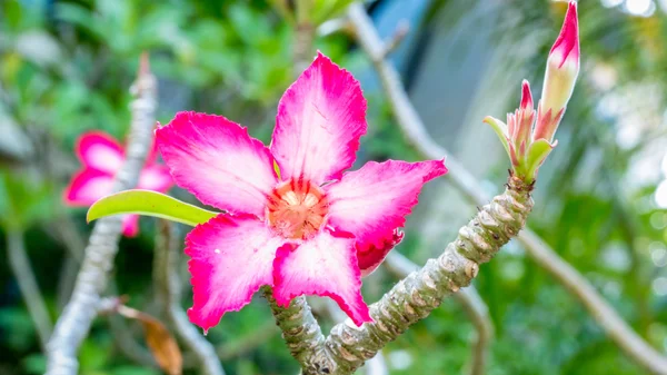 Όμορφη ροζ αζαλέα λουλούδια τροπικά λουλούδια. Έρημος τριαντάφυλλα στον κήπο της Ταϊλάνδης, Πουκέτ — Φωτογραφία Αρχείου