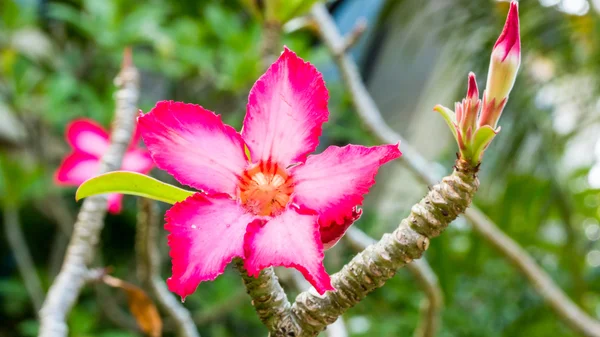 Vackra rosa azalea blommor tropiska blommor. Öken rosor i trädgården Thailand, Phuket — Stockfoto