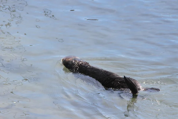 Otters in de Oceaan — Stockfoto