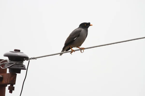 Birds on electic cables at Mussoorie, Índia — Fotografia de Stock