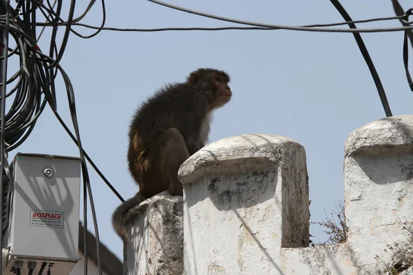 Monyet di atap, Mussoorie, India — Stok Foto