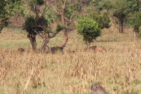 Deer in the wild — Stock Photo, Image