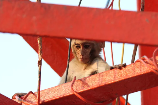 Monos en la India —  Fotos de Stock