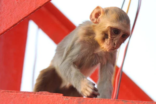 猴子在印度 — 图库照片