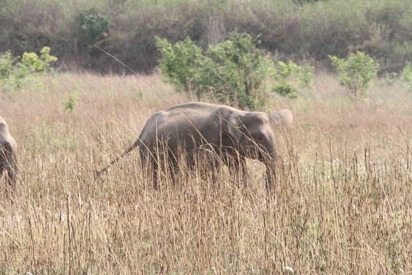 Parkta vahşi filler — Stok fotoğraf