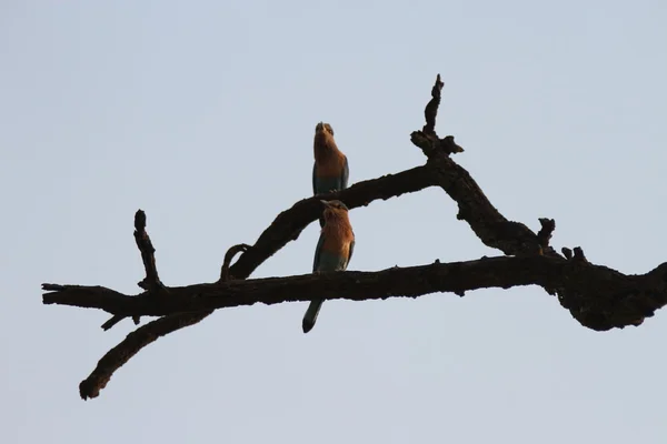 拉贾吉公园的鸟类 — 图库照片