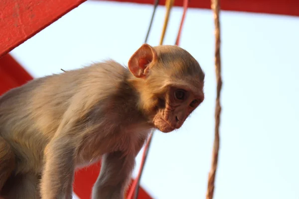 Monyet di India — Stok Foto