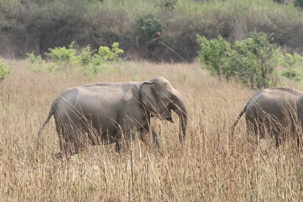 Parkta vahşi filler — Stok fotoğraf