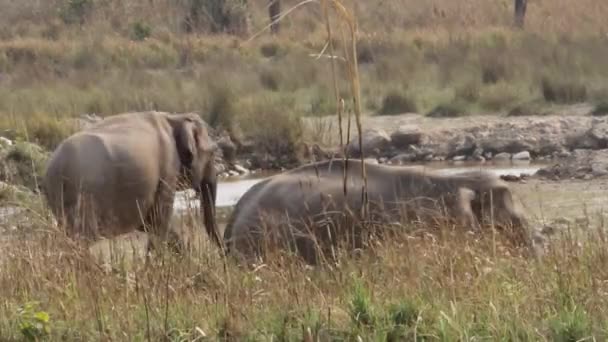 Wild elephants in the Rajaji Park — Stock Video