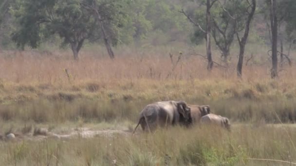 Wild elephants in the Rajaji Park — Stock Video