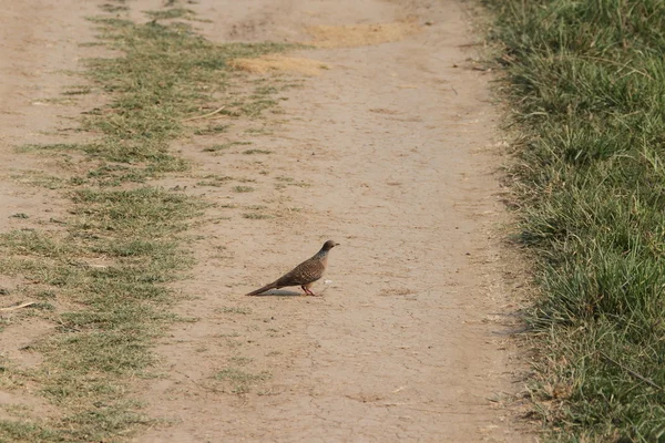 Parque de aves de Rajaji — Foto de Stock