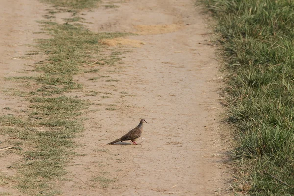 Ptaki w parku Rajaji — Zdjęcie stockowe