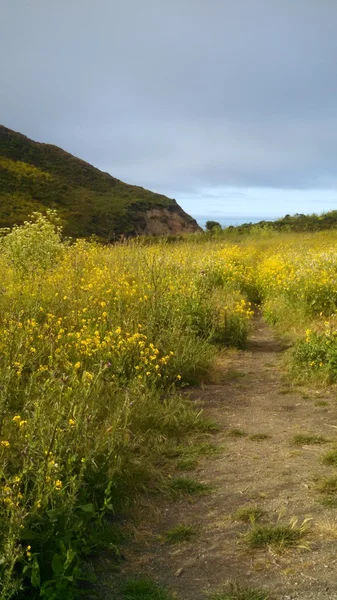 Point reyes Kaliforniya