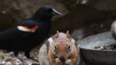 Kuşlar ve Sincaplar