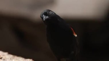 Kuşlar ve Sincaplar