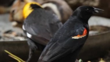 Kuşlar ve Sincaplar