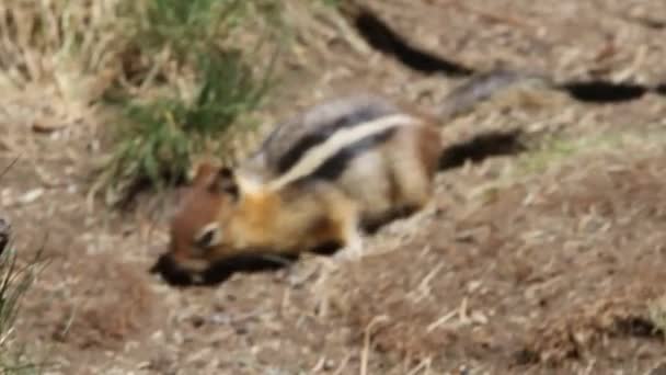 Chipmunkové skáčete a okolí — Stock video