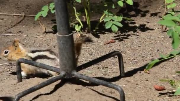 Chipmunks truffa in giro — Video Stock