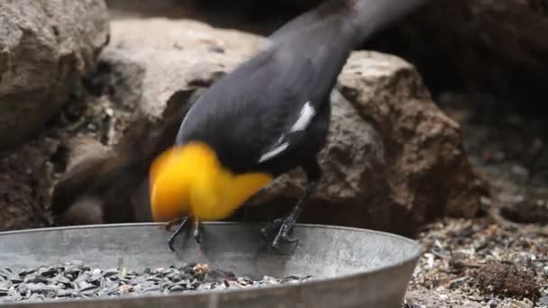 Aves e Esquilos — Vídeo de Stock