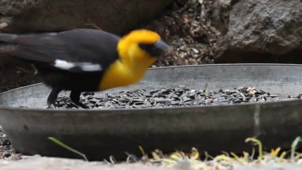 Aves e Esquilos — Vídeo de Stock