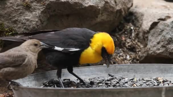Kuşlar ve Sincaplar — Stok video