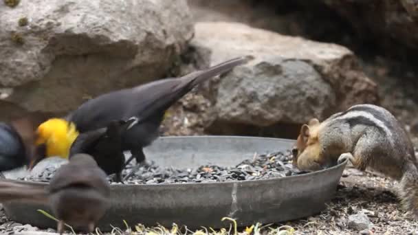 Vögel und Streifenhörnchen — Stockvideo