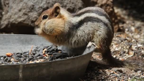 Ptáci a Chipmunkové — Stock video