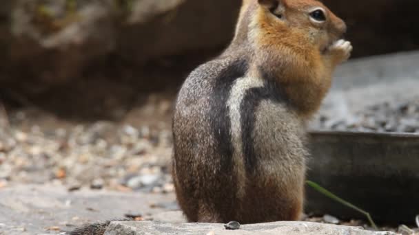 Ptáci a Chipmunkové — Stock video