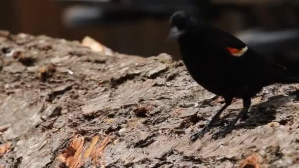 Aves y Ardillas — Vídeo de stock