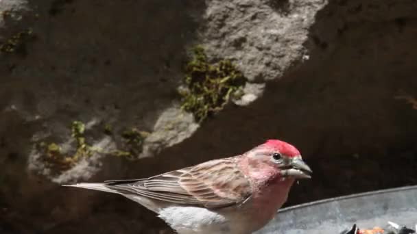 Kuşlar ve Sincaplar — Stok video