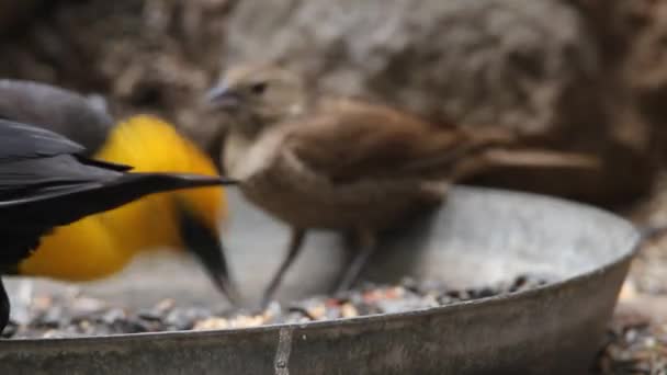 Ptáci a Chipmunkové — Stock video