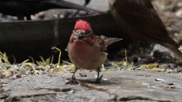 Aves y Ardillas — Vídeos de Stock