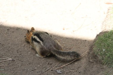 Sincaplar bend yaban hayatı koruma