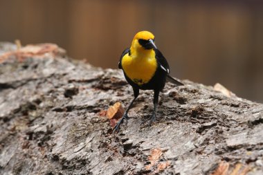 Sarı başlı karatavuk