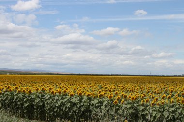 Tarlada ayçiçekleri